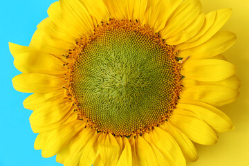 Naklejka premium Beautiful sunflower on Ukrainian national flag, top view