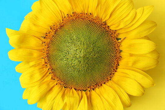 Beautiful sunflower on Ukrainian national flag, top view
