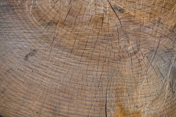 European ash, Fraxinus excelsior, wood cross section.