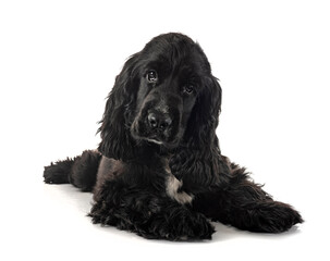 English Cocker Spaniel