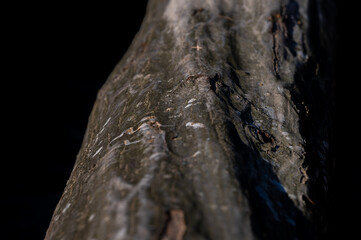A bark of the Carpinus betulus, the European or common hornbeam.