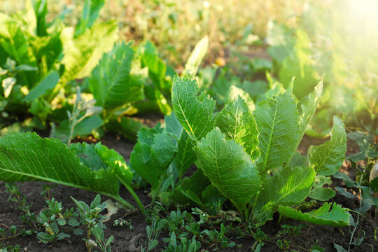 Beautiful Horseradish Plants Growing In Kitchen Garden