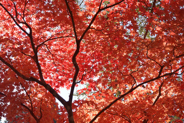 紅葉のモミジ　紅葉のカーテン