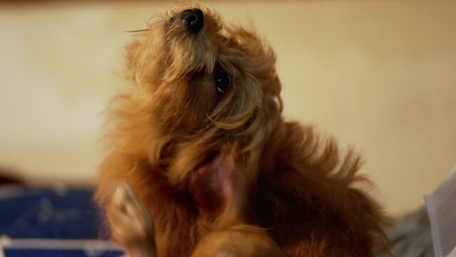 brown puppy scratching his body because there are many fleas in his fur