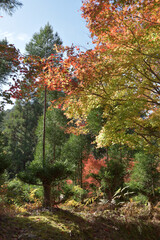 Fototapeta premium 森の紅葉