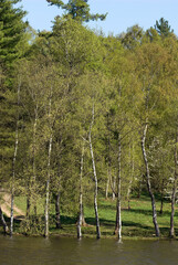 Bouleau verruqueux, Betula pendula, Lac des Séttons, Parc naturel régional du Morvan, 58, Nièvre