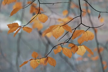 A close-up of beech tree branches with a few colorful leaves in late fall over lake