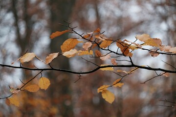 A close-up of beech tree branches with a few colorful leaves in late fall over lake - obrazy, fototapety, plakaty