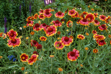 Gaillarde, Gaillardia grandiflora