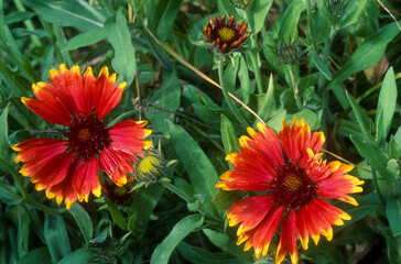 Gaillarde, Gaillardia grandiflora