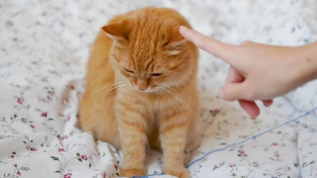Woman takes skein of knitted yarn away of ginger cat. Pet owner wind up blue crochet thread. Fluffy pet looks displeased.