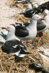 Goéland de Scoresby,.Leucophaeus scoresbii, Dolphin Gull, Iles Falkland, Malouines