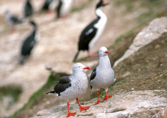 Goéland de Scoresby,.Leucophaeus scoresbii, Dolphin Gull, Iles Falkland, Malouines