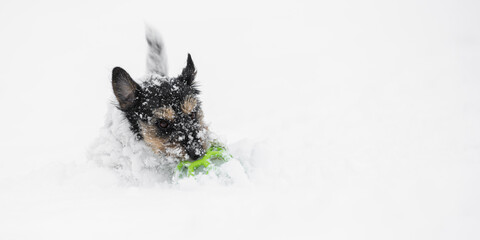 cute small dog runs fast over a meadow in the snowy winter playing and holding a grid ball in its...