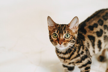 beautiful bengal cat on a white background