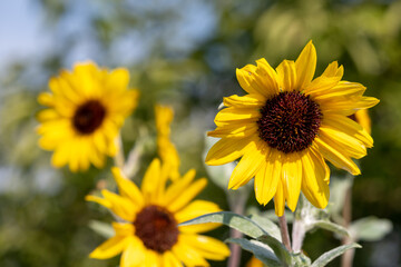 ヒマワリ（向日葵）
