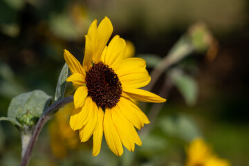 ヒマワリ（向日葵）
