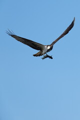 Fototapeta na wymiar osprey in hunting a fish