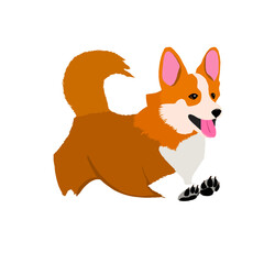 Running corgi puppy isolated on transparent background. Friendly smiling Welsh corgi with tongue out illustration.