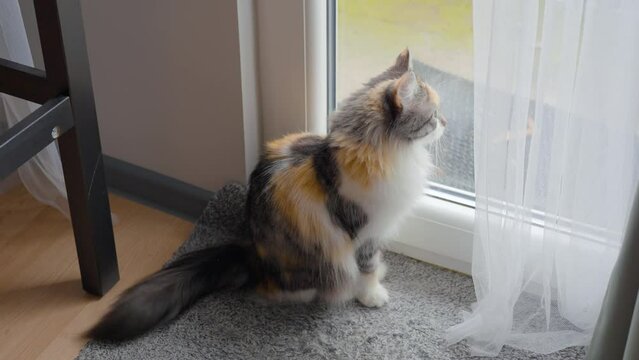Cat Sitting Looking Through Glass Door