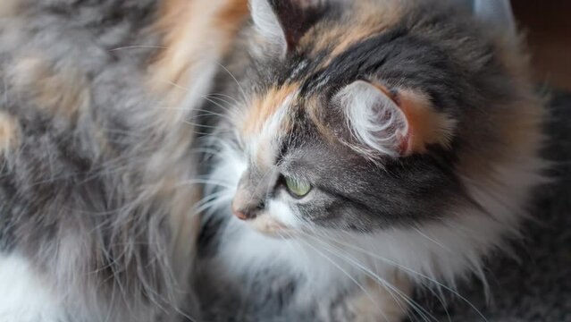 Relaxed Long-Haired Calico Cat Lying on Floor at Home