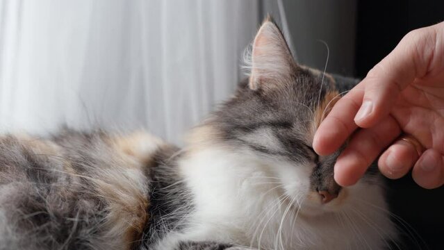 Man's Hand Pats a Cat Relaxing by The Window, Long-Haired Calico Cat's Head is Stroked by Owner at Home