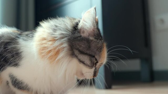 Cat Eating Pet Food From Hand At Home Close-up