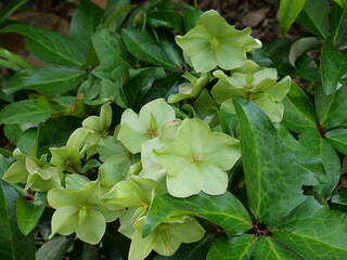 Hellebores argutifolius , Corsican Hellebore is an unmistakable plant. Its stout stems, deep green, leathery leaves and large heads of apple green flowers.