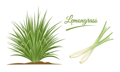 Vector illustration, lemongrass clump or Cymbopogon, and lemongrass stalks, isolated on a white background. - obrazy, fototapety, plakaty