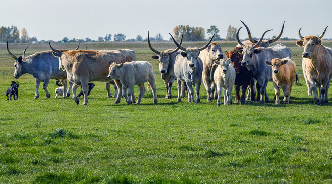 Gray wild cattles on the meadow in Hortobagy