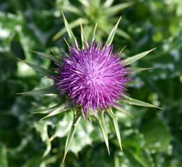 Milk thistle, Silybum marianum