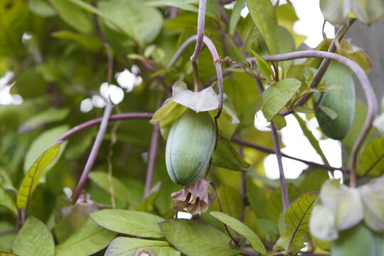 Cobaea scandens, (with fruit) the cup-and-saucer vine, cathedral bells, Mexican ivy, or monastery bells, is a species of flowering plant in the phlox family Polemoniaceae.