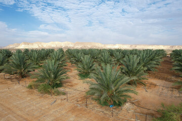 Desert agriculture. Large date Palms plantation in the desert.