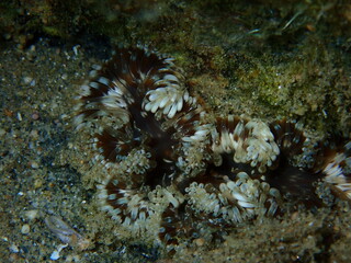 Daisy anemone (Cereus pedunculatus) close-up undersea, Aegean Sea, Greece, Halkidiki

