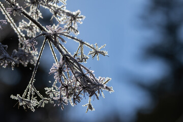 冬景色　草の上の朝の霜