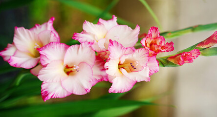 there are many different and beautiful flowers in the garden, beautiful buds are blooming outdoors.