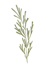 Watercolor illustration of rosemary branch