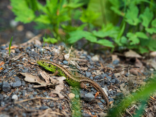 Zauneidechse, Lacerta agilis