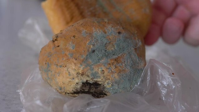 close-up male hand touches moldy spoiled rotten dry bread. Selective focus. Mold and bacteria on an old piece of white bread. Moldy bread in a food bag