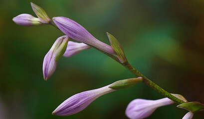 there are many different and beautiful flowers in the garden, beautiful buds are blooming outdoors.