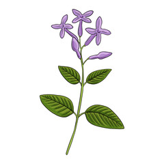vector drawing plant of lilac daphne, Daphne genkwa, herb of traditional chinese medicine, hand drawn illustration