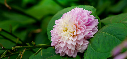 there are many different and beautiful flowers in the garden, beautiful buds are blooming outdoors.