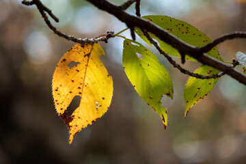 桜の紅葉
