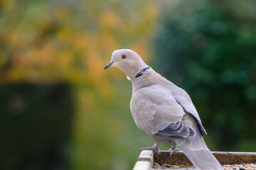 collared dove on a garden bird table