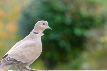 collared dove on a garden bird table