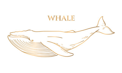 vector drawing of a gold whale on a white background