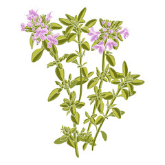 wild thyme, Thymus serpyllum, vector drawing plant isolated at white background , hand drawn botanical illustration