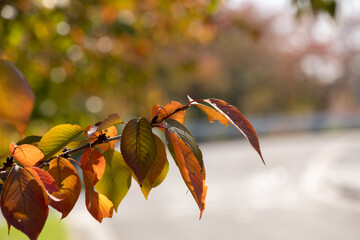 桜の紅葉