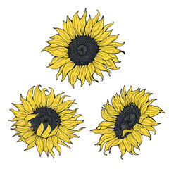 Sunflowers set isolated on white background. - 542666197