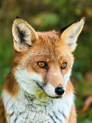 Close up go Fox Head